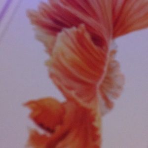 Meet your Posher, Luis